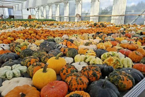 Halloween se blíží. V kraji začíná sháňka po dýních na vyřezávání