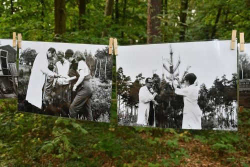 Sofronka slaví 70 let. Plzeňská „borová zahrada“ ukrývá desítky druhů z celého světa