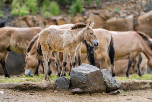 Zoo Praha oslaví 95 let ve stylu 30. let. Připomene také 15 let Návratu divokých koní