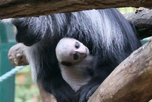 V Zoo Hodonín se narodilo třetí mládě guerézy běloramenné. Návštěvníci ho už mohou vidět