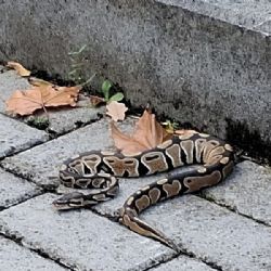 Krajta si vyrazila do centra Klatov na procházku. Český podzim ji ale pořádně zaskočil
