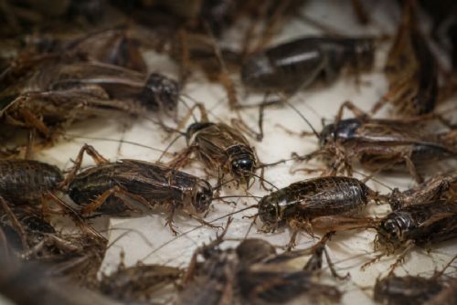 Cvrčci unikli ze zásilky a na týden uzavřeli poštu v Dobroníně. Lidé museli do Polné