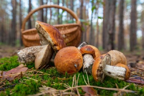 Houby na Vysočině míří do muzeí. Havlíčkův Brod vystavuje od 5. října, Jihlava nabídne poradnu