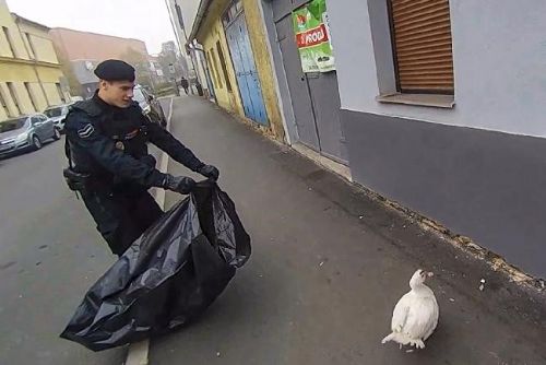 Kachna pochodovala po plzeňském chodníku i silnici