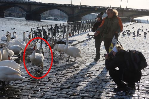 Labuť z rybníka u Chudenína přesídlila na náplavku do Prahy