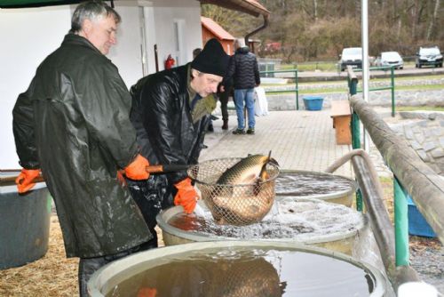 Město zahájilo prodej ryb, lidem doporučuje nenosit si je živé domů