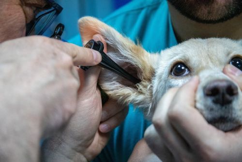 Plzeň a kraj chtějí obnovit veterinární pohotovost