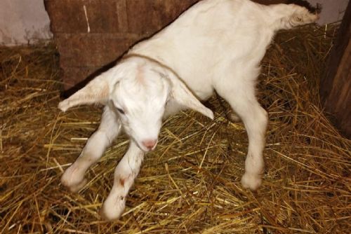 Plzeňská zoo hlásí novoroční babyboom