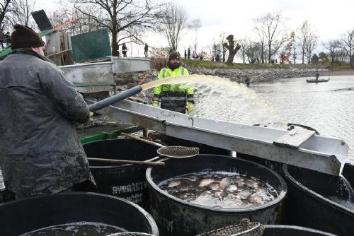 Kupte si kapra. Rybníkáři v sobotu vyloví Drahotínský rybník