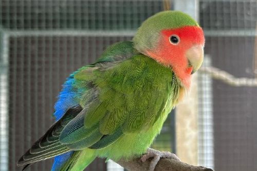 Strážníci osvobodili papouška z muškátové pasti