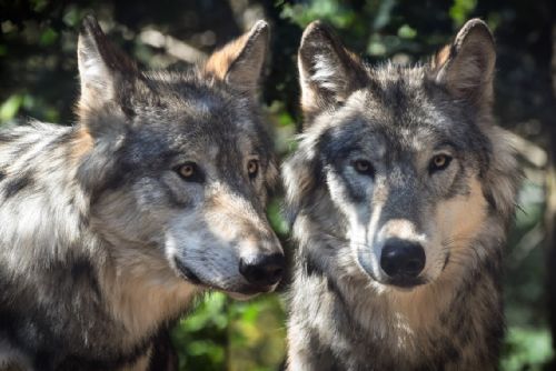 V lesích u Domažlic se pohybují dva vlci
