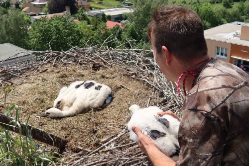 Zvířecí záchranáři na Domažlicku realizovali adopci čapích mláďat