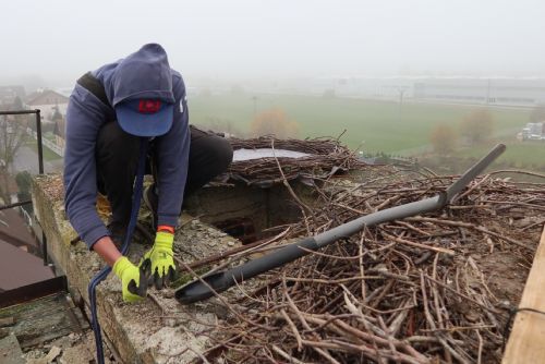 Zvířecí záchranáři přesouvali v Nýrsku čapí hnízdo