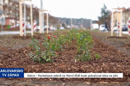  Ostrov: Revitalizace zeleně na Hlavní třídě bude pokračovat letos na jaře (TV Západ)