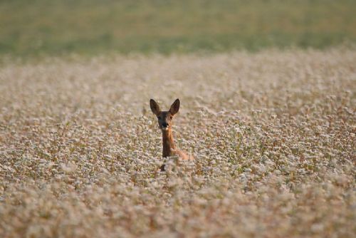 660 mláďat zachráněno drony