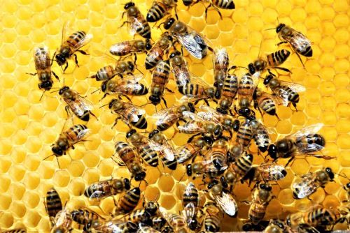 Česko zažilo nejhorší úhyn včelstev za 12 let: varroóza a klimatické změny ničí včely