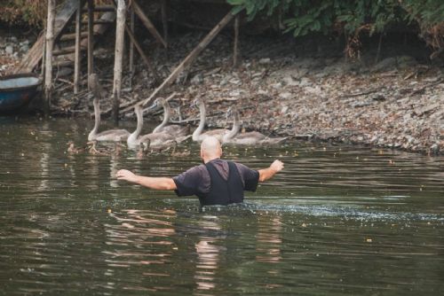 Další záchrana na Borské přehradě. Labutímu mláděti vytáhli z nohy rybářský háček