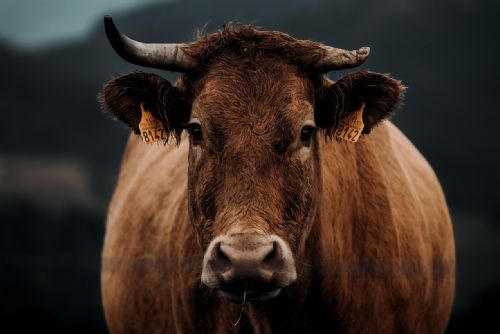 Kráva zaútočila na muže u Klatov - zasahoval i vrtulník