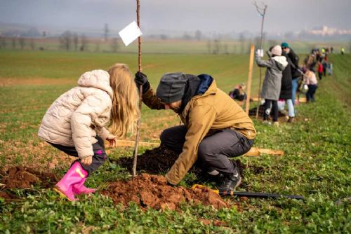 Nové granty na výsadbu stromů: až 140 000 Kč pro obce a školy!