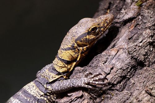 Nový rok přinesl ZOO Plzeň mládě vzácného varana plodožravého