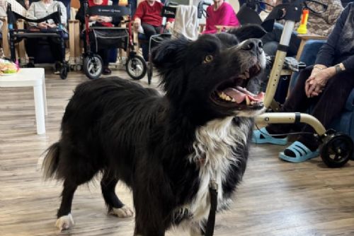 Policejní pes Endy zpříjemnil den seniorům v plzeňském domově