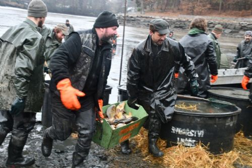 Pytláci kradou ryby - výlov Třemošenského rybníka zklamal očekávání