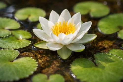 Téměř vyhynulý vzácný leknín trpasličí získala Ostravska ZOO