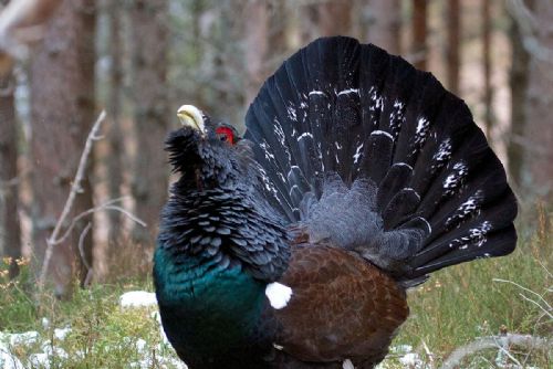 Tetřev hlušec se vrací na Šumavu