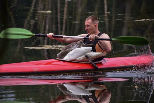 Vetřelci vyhnali labutí rodinu z Kolaříku