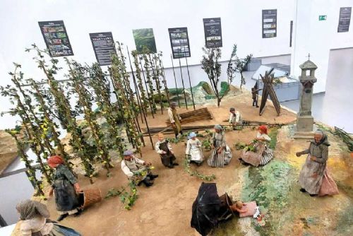Žatecký chmel: Nová výstava v muzeu oslavuje tradici a podporuje region