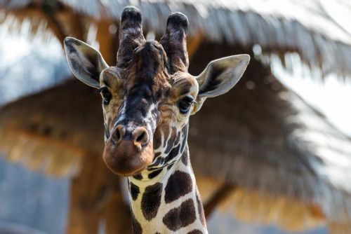 „Žirafa Paul z Jihlavské zoo míří do Dvora Králové, přijdou tři noví samci“