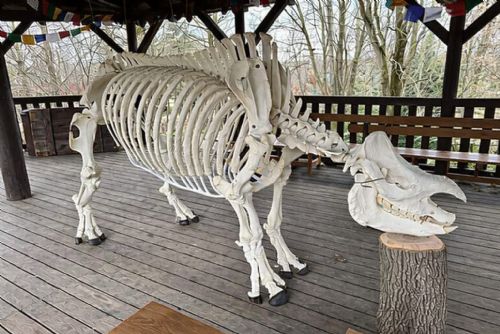 ZOO vystavila výjimečný exponát. Kostra nosorožce Baabuu je českou raritou