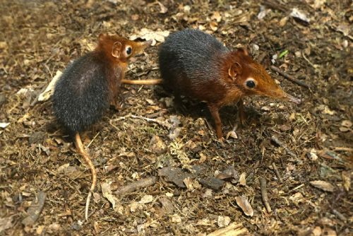 Dvojnásobná radost v Zoo Plzeň. Narodila se vzácná dvojčata bércounů Petersových
