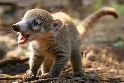 Zoo Plzeň a DinoPark nabídnou 28. října vstupné se slevou 28 procent