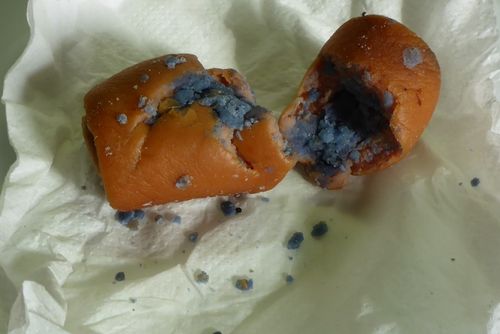 Bezdrevská: otrávené návnady ohrožují psy