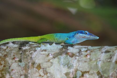 Liberecká zoo otevírá expozici tropických ještěrů: vzácní gekoni a obří chameleoni