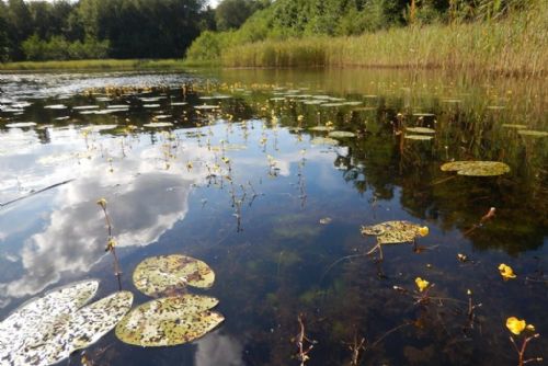 Malý bolevecký rybník čeká odbahnění. Bahno vytěží sací bagr a pomůže novým biotopům