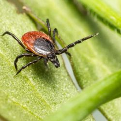 Na Vysočině se připomíná vhodný čas pro očkování proti klíšťové encefalitidě