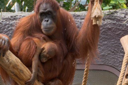 Nové mládě orangutana v pražské zoo dostalo jméno Harapan