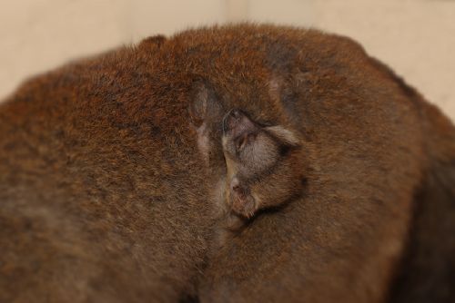 Plzeňská zoo slaví - první mláďata lemurů po 10 letech