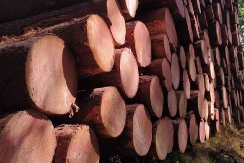 Rekordní těžba dřeva v jižních Čechách: přes 2,5 milionu kubíků v roce 2023