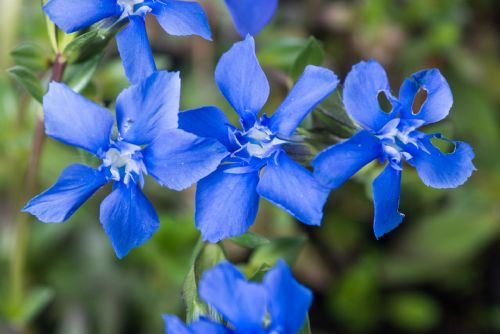 Rostlinou roku 2026 jsou Hořce a hořečky, ustupují kvůli zanikajícím lukám