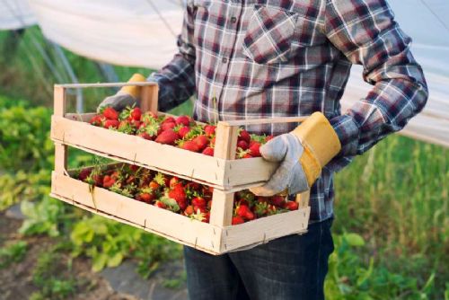 Sezóna samosběru jahod v kraji: Otevřeno ve Lhotě, další lokality brzy