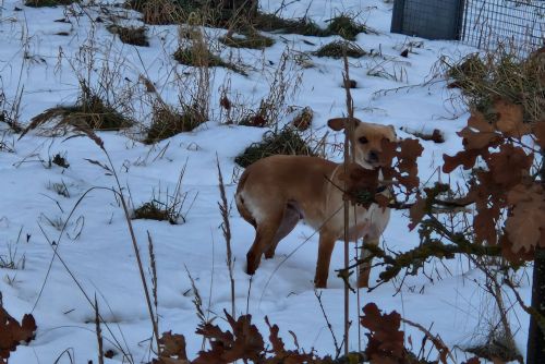 Tři týdny na útěku, Tlapky v naději odchytily psa po zemřelém bezdomovci