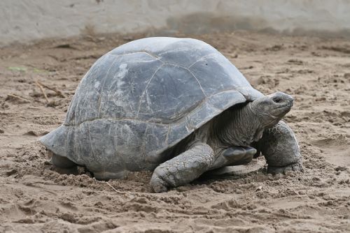 V Plzeňské zoo se nezdařil odchov obřích želv