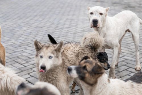 V Rousínově našli veterináři 27 psů a koček ve špatném stavu. U zásahu byla policie