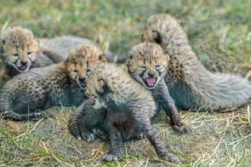V Zoo Praha se po osmi letech narodilo pět mláďat kriticky ohroženého geparda, veřejnost je uvidí v srpnu
