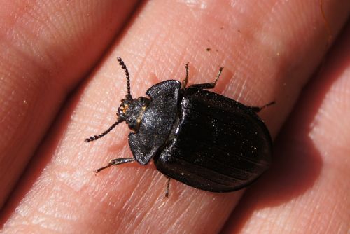 Vzácný kornatec velký se po mnoha letech vrátil na Šumavu