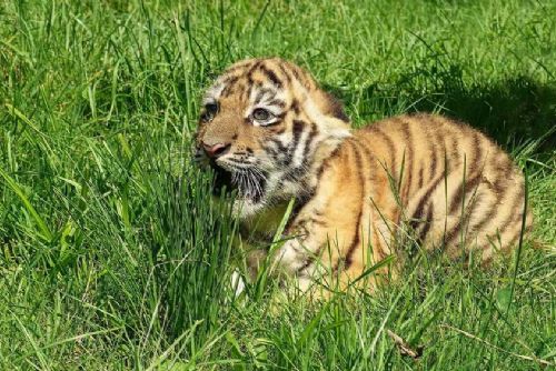 Zlínská zoo slaví: Tygří mládě roste a prospívá