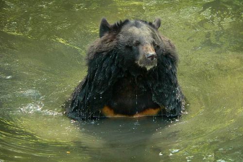 Zoo Ostrava utratila starší medvědici kvůli zdravotním problémům